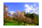 Trees of Palestine Photos